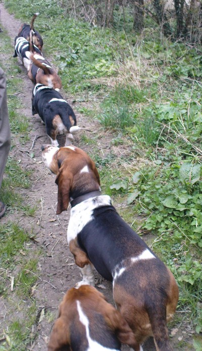 Bassets in line